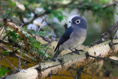 WHITE-EYED SLATY FLYCATCHER - Melaenornis fischeri - BERGDRONGOVLIEGENVANGER