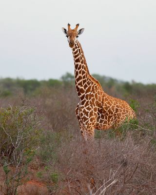 _MG_1243.jpg