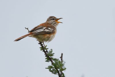 WHITE-BROWED SCRUB-ROBIN - Cercotrichas leucophrys - WITBRAUWWAAIERSTAART