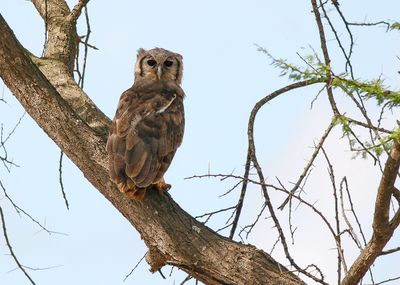 VERREAUX'S EAGLE OWL - Bubo lacteus - VERREAUXS' OEHOE