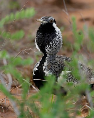 BLACK-BELLIED BUSTARD - Eupodotis melanogaster - ZWARTBUIKTRAP