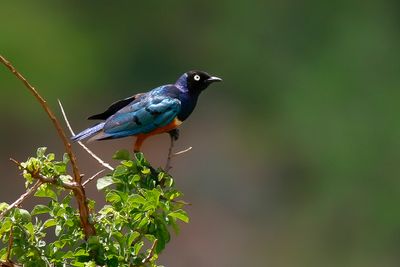 SUPERB STARLING - Lamprotornis superbus - DRIEKLEURIGE GLANSSPREEUW