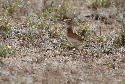 RED-CAPPED LARK - Calandrella cinerea - ROODKAPLEEUWERIK
