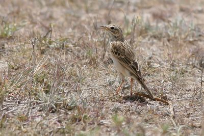 GRASSLAND PIPIT - Anthus cinnamomeus - KANEELPIEPER