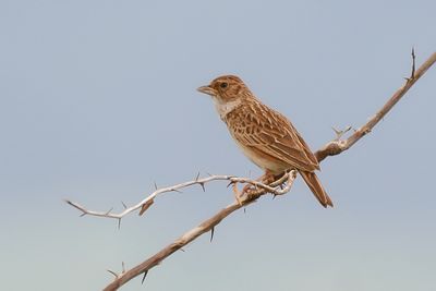FRIEDMANN'S LARK - Mirafra pulpa - FRIEDMANN'S LEEUWERIK