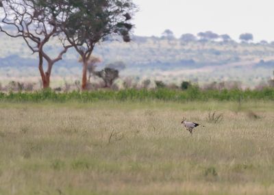 SECRETARYBIRD - Sagittarius serpentarius - SECRETARISVOGEL