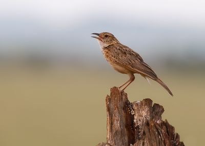 RED-WINGED LARK - Mirafra hypermetra - GROTE STRUIKLEEUWERIK
