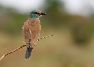 EUROPEAN ROLLER - Coracias garrulus - SCHARRELAAR