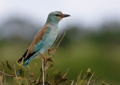 EUROPEAN ROLLER - Coracias garrulus - SCHARRELAAR