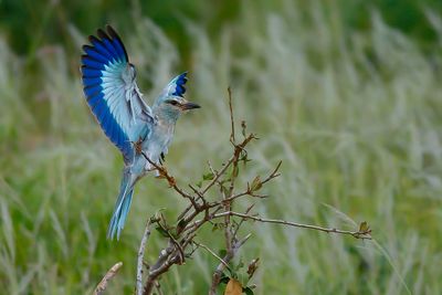 EUROPEAN ROLLER - Coracias garrulus - SCHARRELAAR
