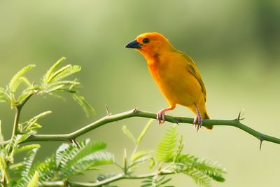 TAVETA GOLDEN WEAVER - Ploceus castaneiceps - TAVETAWEVER
