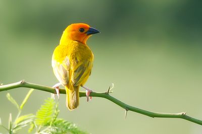 TAVETA GOLDEN WEAVER - Ploceus castaneiceps - TAVETAWEVER