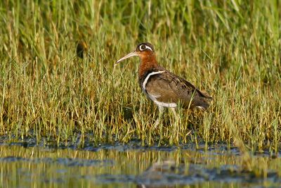 GREATER PAINTED SNIPE - Rostratula benghalensis - GOUDSNIP