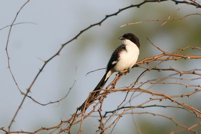 LONG-TAILED FISCAL - Lanius cabanisi - CABANIS' KLAPEKSTER