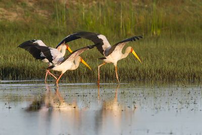 YELLOW-BILLED STORK - Mycteria ibis - AFRIKAANSE NIMMERZAT