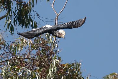 SILVERY_CHEECKED HORNBILL - Bycanistes brevis - ZILVEROORNEUSHOORNVOGEL