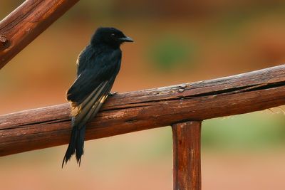 FORK-TAILED DRONGO - Dicrurus adsimilis - FLUWEELDRONGO