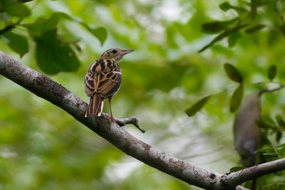 SOKOKE PIPIT - Anthus sokokensis - SOKOKE PIEPER