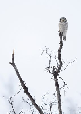 SPERWERUIL - Surnia ulula - NORTHERN HAWK-OWL