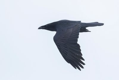 RAAF - Corvus corax - COMMON RAVEN