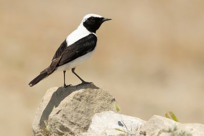 OOSTELIJKE BLONDE TAPUIT - Oenanthe melanoleuca - EASTERN BLACK-EARED WHEATEAR