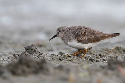 TEMMINCK'S STRANDLOPER - Calidris temminckii - TEMMINCK'S STINT