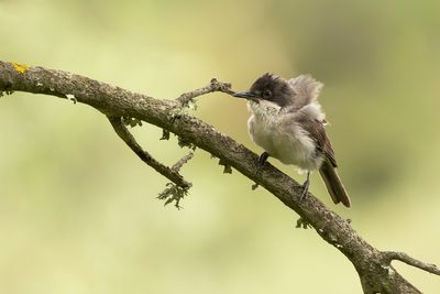 EASTERN ORPHEAN WARBLER - Curruca crassirostris - OOSTELIJKE ORPHEUSGRASMUS