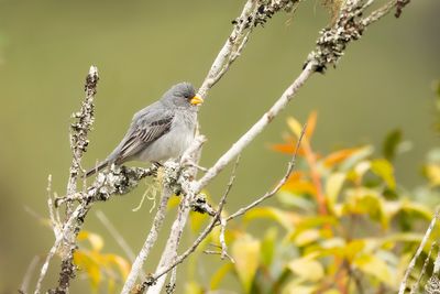 TROPEIRO SEEDEATER - Sporophila beltoni - 