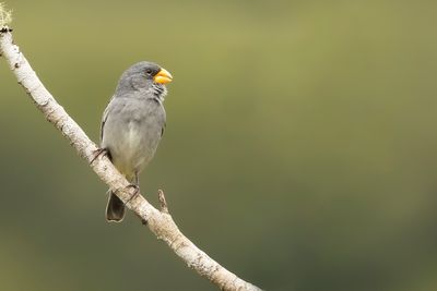 TROPEIRO SEEDEATER - Sporophila beltoni - 