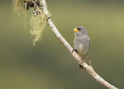 TROPEIRO SEEDEATER - Sporophila beltoni - 