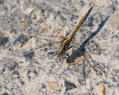 EPAULETOEVERLIBEL - Orthetrum chrysostigma - EPAULET SKIMMER