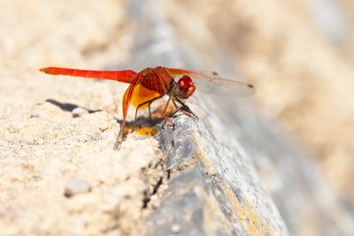 ZONNEWIJZER -Trithemis kirbyi - ORANGE-WINGED DROPWING 