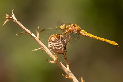 BEEKOEVERLIBEL - Orthetrum coerulescens - KEELED SKIMMER - ORTHÉTRUM BLEUISSANT