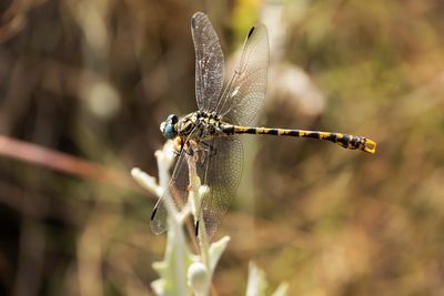 GROTE TANGLIBEL - Onychogomphus uncatus - LARGE PINCERTAIL