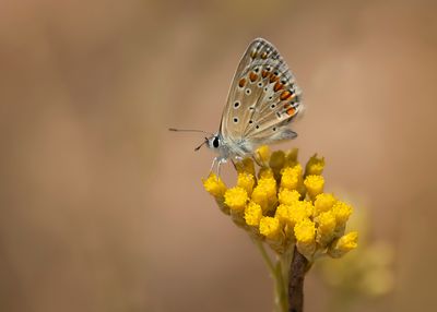 ESPARCETTEBLUWTJE - Polyommatus thersites - CHAPMAN'S BLUE