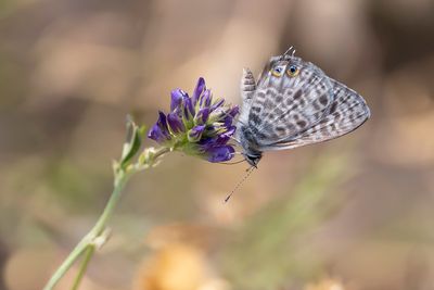 KLEIN TIJGERBLAUWTJE - Leptotes pirithous - LANG'S SHORT-TAILED BLUE - AZURÉ DE LANG