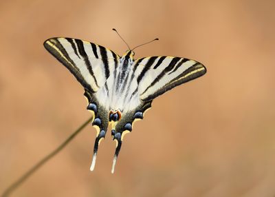 KONINGSPAGE - Iphiclides podalirius - SCARCE SWALLOWTAIL