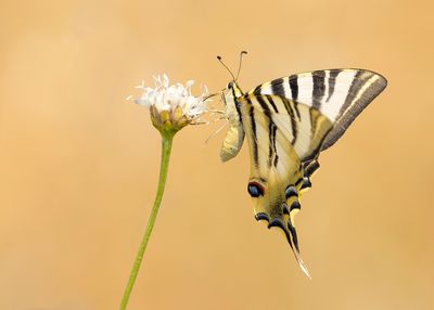 KONINGSPAGE - Iphiclides podalirius - SCARCE SWALLOWTAIL