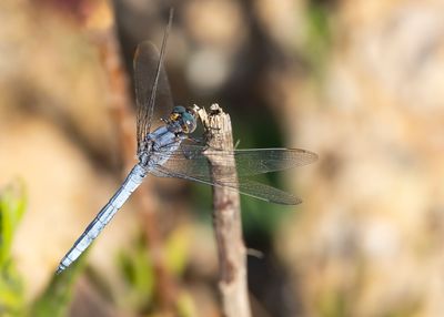 ZUIDELIJKE OEVERLIBEL - Orthetrum brunneum - SOUTHERN SKIMMER