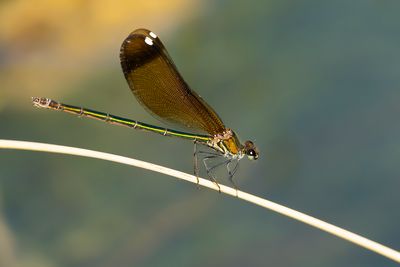 KOPEREN BEEKJUFFER - Calopteryx haemorrhoidalis - COPPER DEMOISELLE