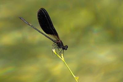 KOPEREN BEEKJUFFER - Calopteryx haemorrhoidalis - COPPER DEMOISELLE