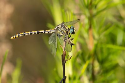 GROTE TANGLIBEL - Onychogomphus uncatus - LARGE PINCERTAIL