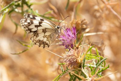 SPAANS DAMBORDJE - Melanargia lachesis - IBERIAN MARBLED WHITE