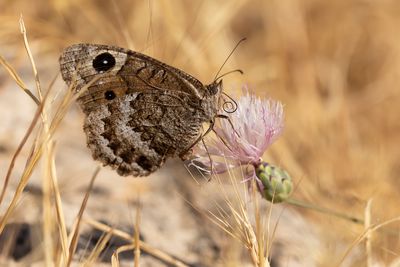 GROTE SATERZANDOOG - Satyrus ferula - GREAT SOOTY SATYR - GRANDE CORONIDE