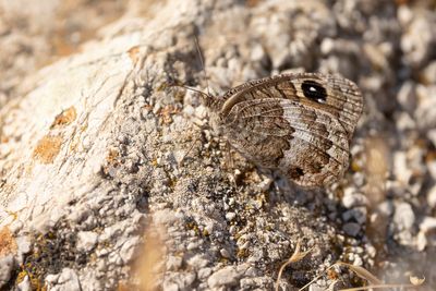GROTE SATERZANDOOG - Satyrus ferula - GREAT SOOTY SATYR