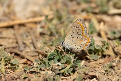 ADONIS BLAUWTJE - Lysandra bellargus - ADONIS BLUE