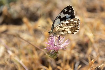 SPAANS DAMBORDJE - Melanargia lachesis - IBERIAN MARBLED WHITE