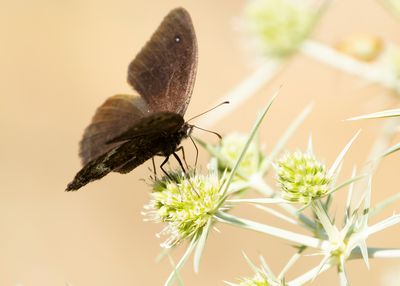 KLEINE SATERZANDOOG - Satyrus actaea - BLACK SATYR - PETITE CORONIDE