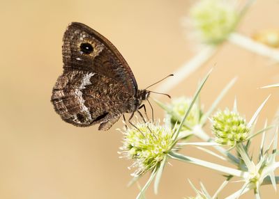 KLEINE SATERZANDOOG - Satyrus actaea - BLACK SATYR - PETITE CORONIDE