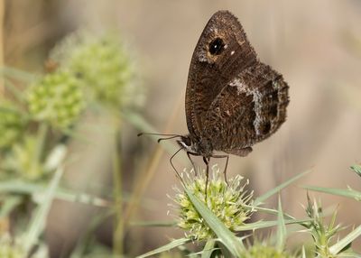 KLEINE SATERZANDOOG - Satyrus actaea - BLACK SATYR - PETITE CORONIDE